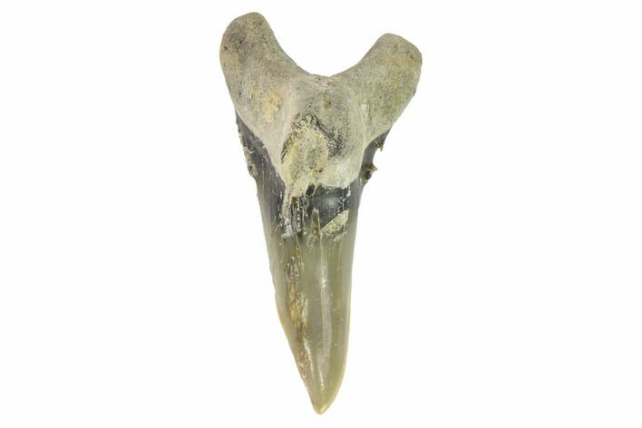 Bone Valley Shark Tooth (Hemipristis) - Lower Tooth #145147